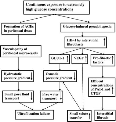 Aging of the Peritoneal Dialysis Membrane